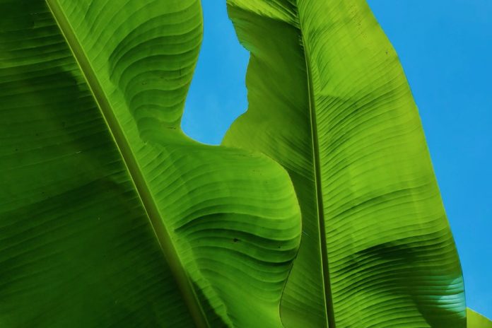 banana leaf